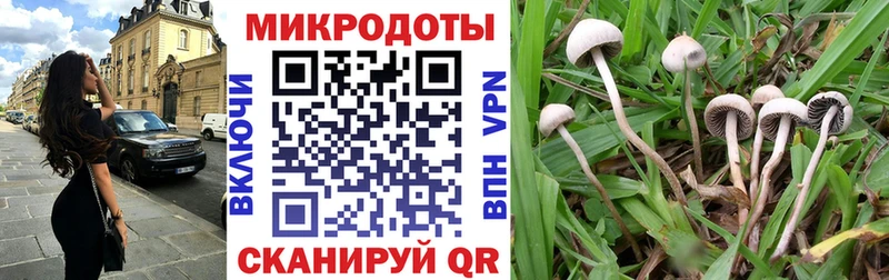 блэк спрут ONION  Суздаль  Псилоцибиновые грибы Cubensis 